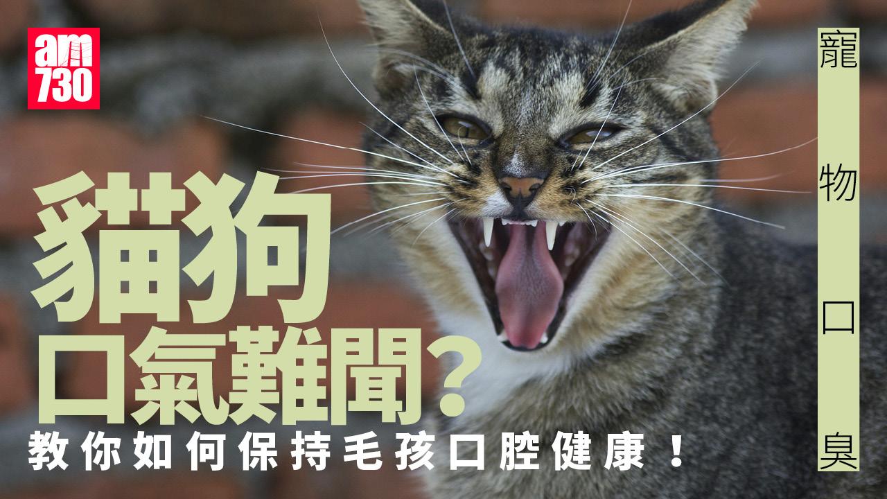 寵物口臭|貓狗口氣難聞? 教你如何保持毛孩口腔健康!