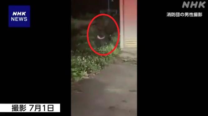 岩手縣北上市有消防員本月1日拍到熊蹤,熊在住宅旁邊出現。(互聯網)