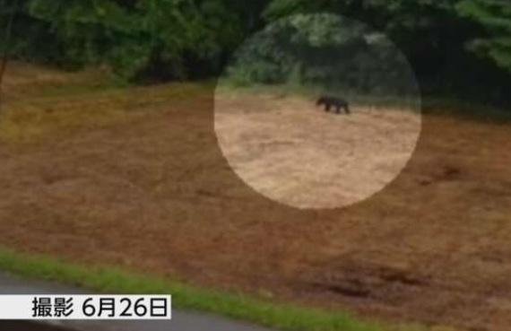 岩手縣有居民在6月26日拍到熊蹤。(互聯網)