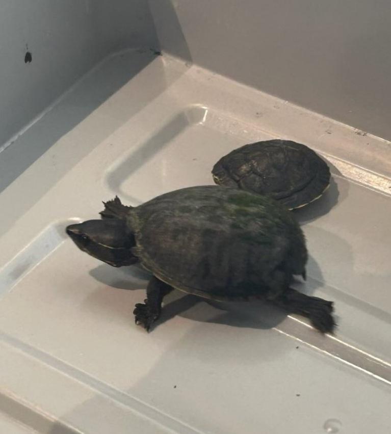 兩隻龜被女子藏在內衣裡走私,其中一隻無辜喪命,另一隻倖存。(互聯網)