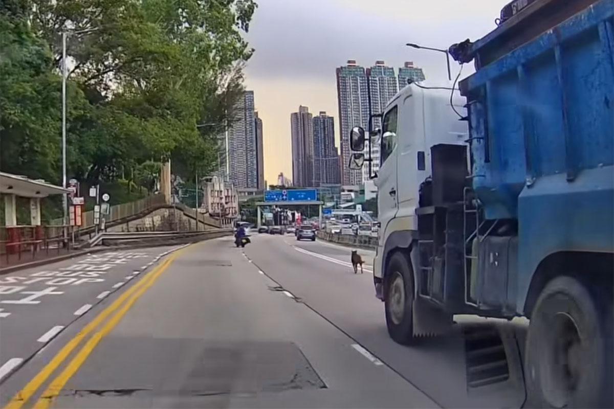 有唐狗誤闖青山公路,由熱心駕駛者減速護航及引導離開。(網民Nana Tse@FB群組「車cam L(香港群組)」)