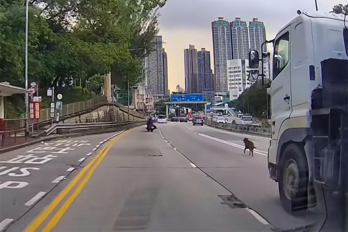 有唐狗誤闖青山公路,由熱心駕駛者減速護航及引導離開。(網民Nana Tse@FB群組「車cam L(香港群組)」)