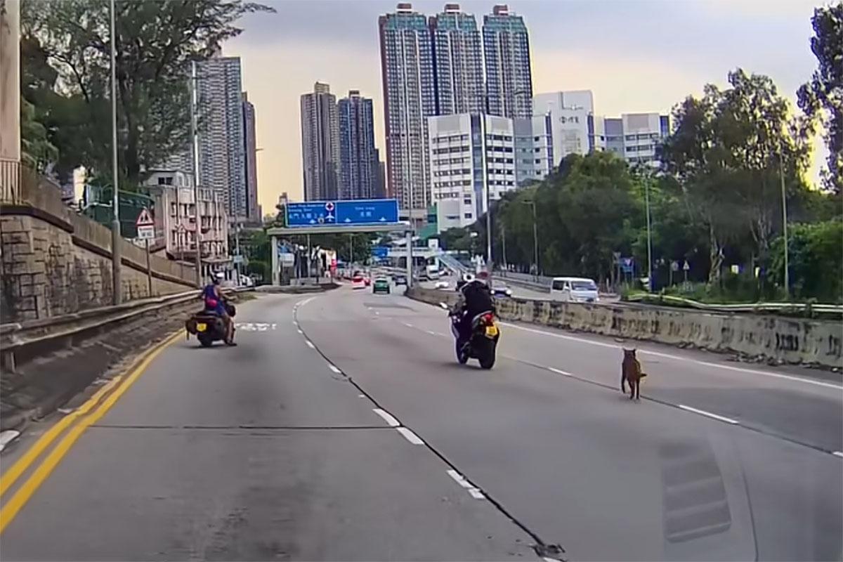 有唐狗誤闖青山公路,由熱心駕駛者減速護航及引導離開。(網民Nana Tse@FB群組「車cam L(香港群組)」)