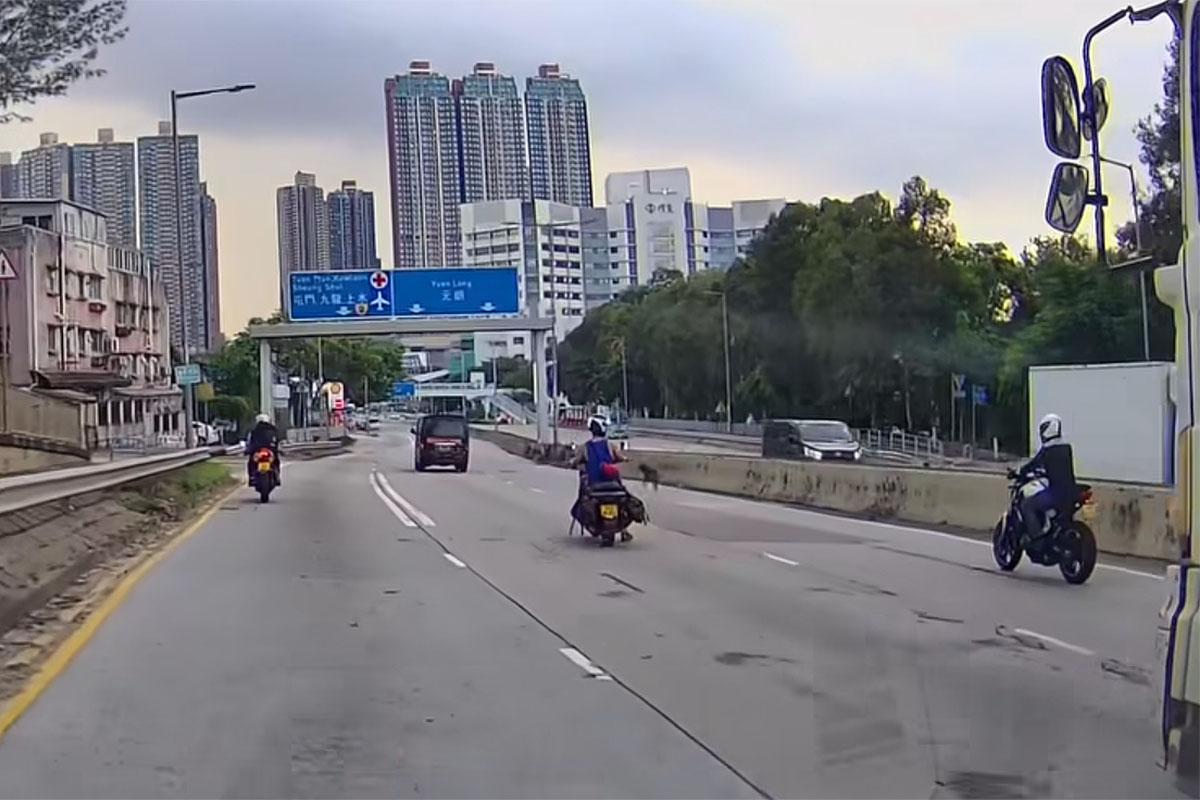 有唐狗誤闖青山公路,由熱心駕駛者減速護航及引導離開。(網民Nana Tse@FB群組「車cam L(香港群組)」)