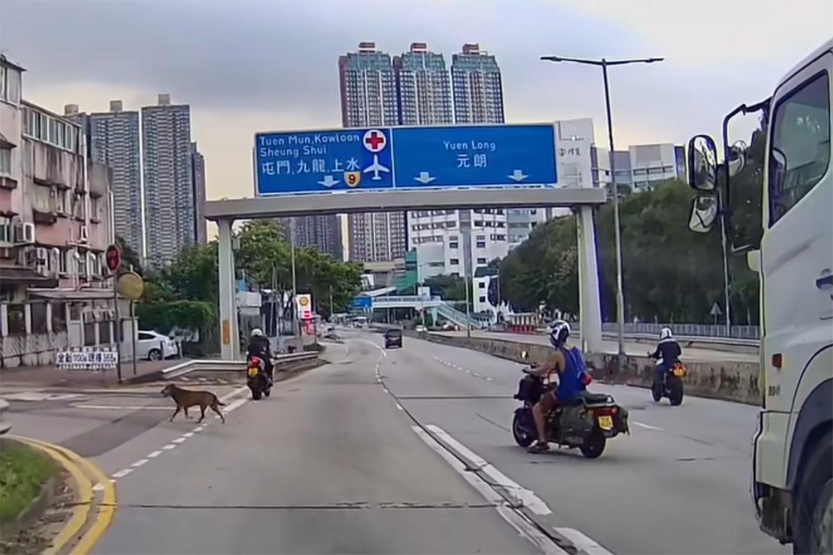 有唐狗誤闖青山公路,由熱心駕駛者減速護航及引導離開。(網民Nana Tse@FB群組「車cam L(香港群組)」)