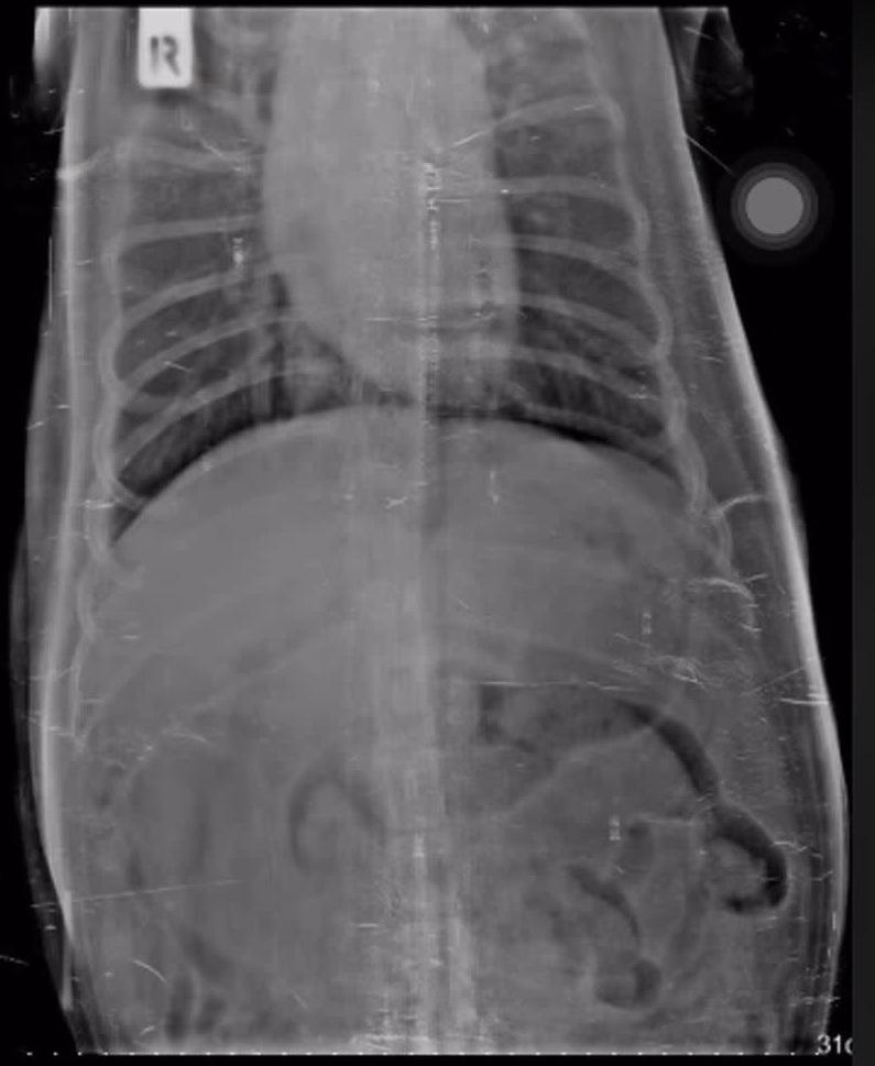 X光影像顯示,Mo肚子裡有完整陸龜。(互聯網)
