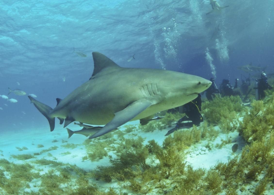 具攻擊性的公牛鯊。(互聯網)