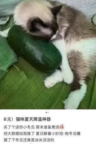 連貓咪也抱冬瓜睡覺。(互聯網)