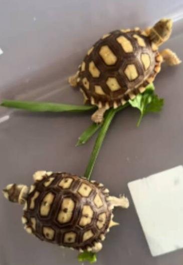 主人養的年幼陸龜,被哈士奇吞下。(互聯網)