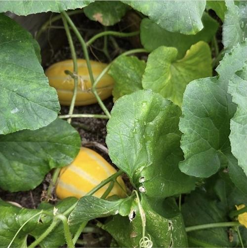 李英愛的家,種了大量蔬果。