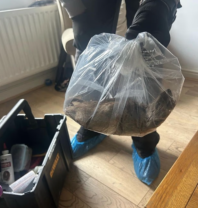 雷德卡和克利夫蘭民居發現巨鼠。(互聯網)