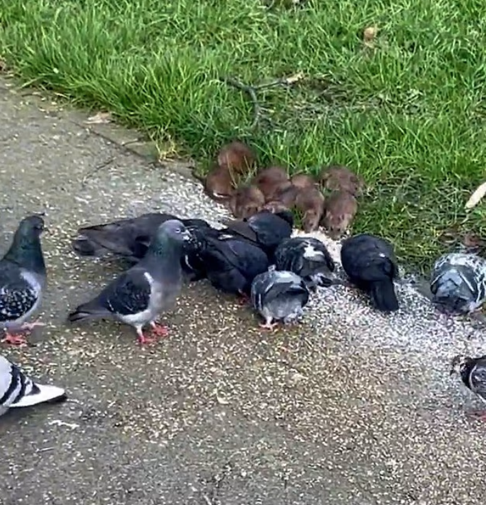 托登罕(Tottenham)的Green East早前有人拍到鼠群跟鴿群混在一起「搵食」。(互聯網)