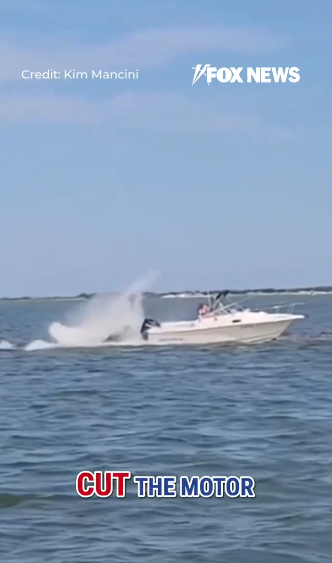 美國新澤西州傳出有船隻意外撞上鯨魚的意外。(圖/翻攝自X)