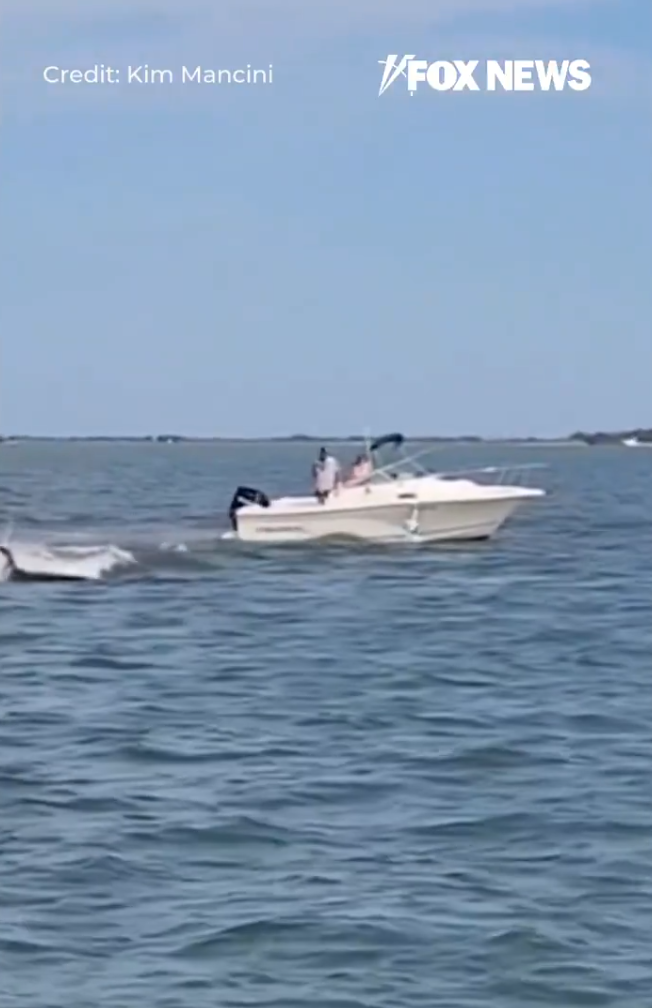 美國新澤西州傳出有船隻意外撞上鯨魚的意外。(圖/翻攝自X)