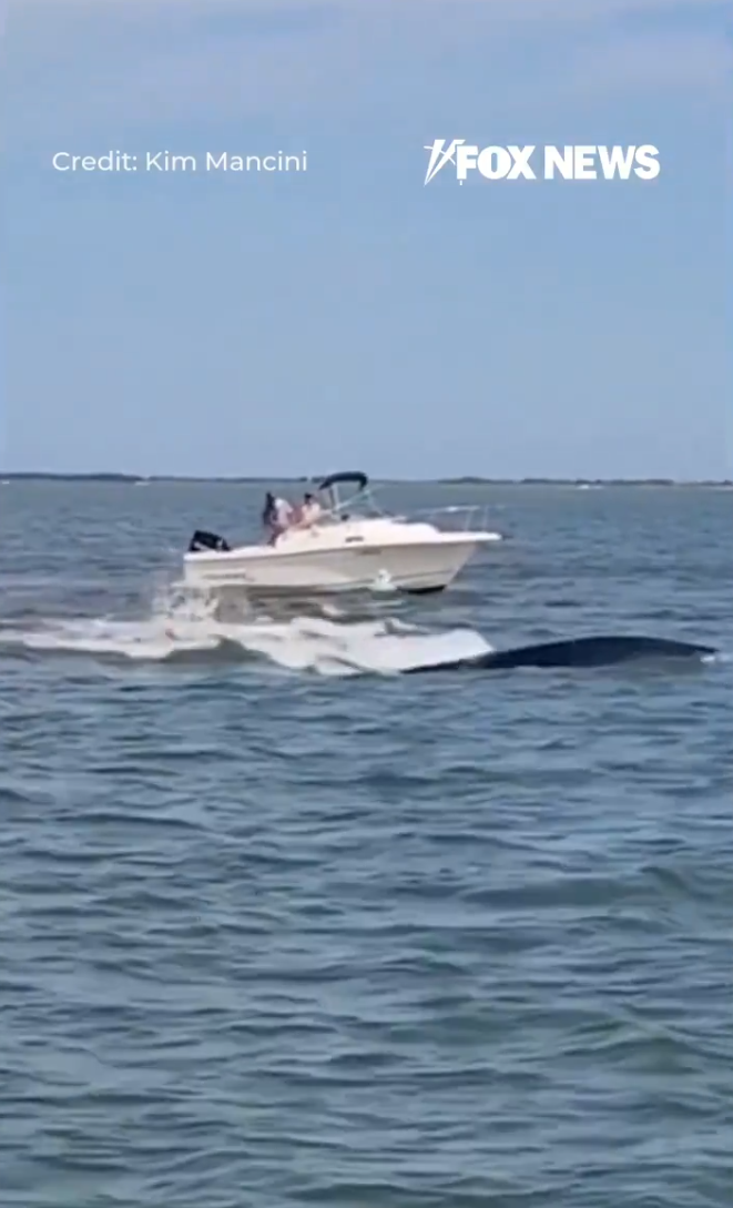 美國新澤西州傳出有船隻意外撞上鯨魚的意外。(圖/翻攝自X)