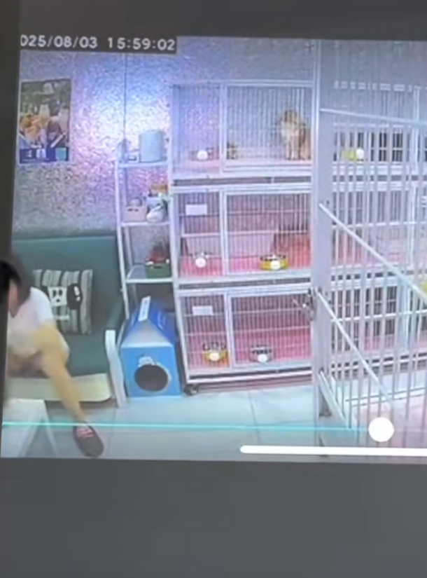 內地遼寧瀋陽市傳出誇張的虐貓事件。一間當地的貓咪咖啡廳控訴,一名女客人在包廂內暴力虐待店內貓咪,導致4隻貓死亡,以及數隻貓重傷。咖啡廳負責人表示已報警處理。