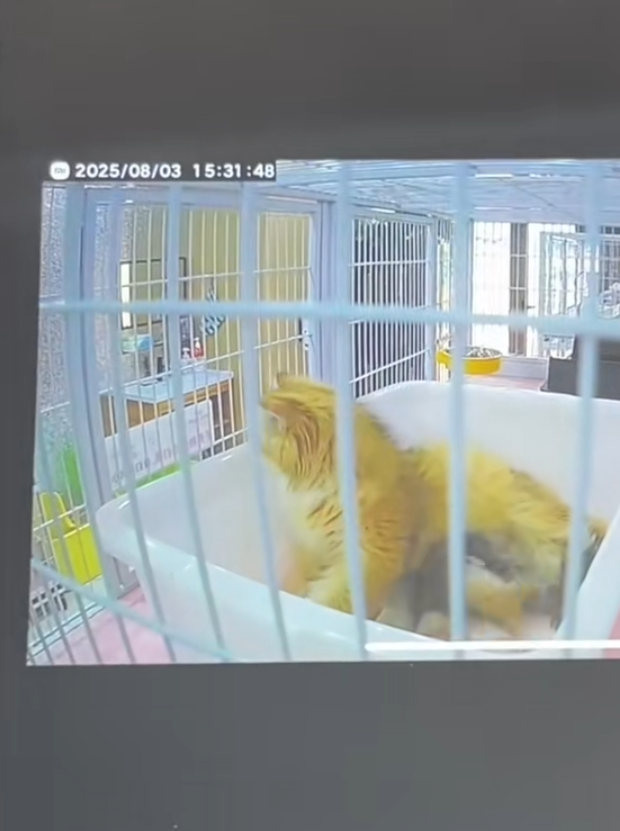 內地遼寧瀋陽市傳出誇張的虐貓事件。一間當地的貓咪咖啡廳控訴,一名女客人在包廂內暴力虐待店內貓咪,導致4隻貓死亡,以及數隻貓重傷。咖啡廳負責人表示已報警處理。