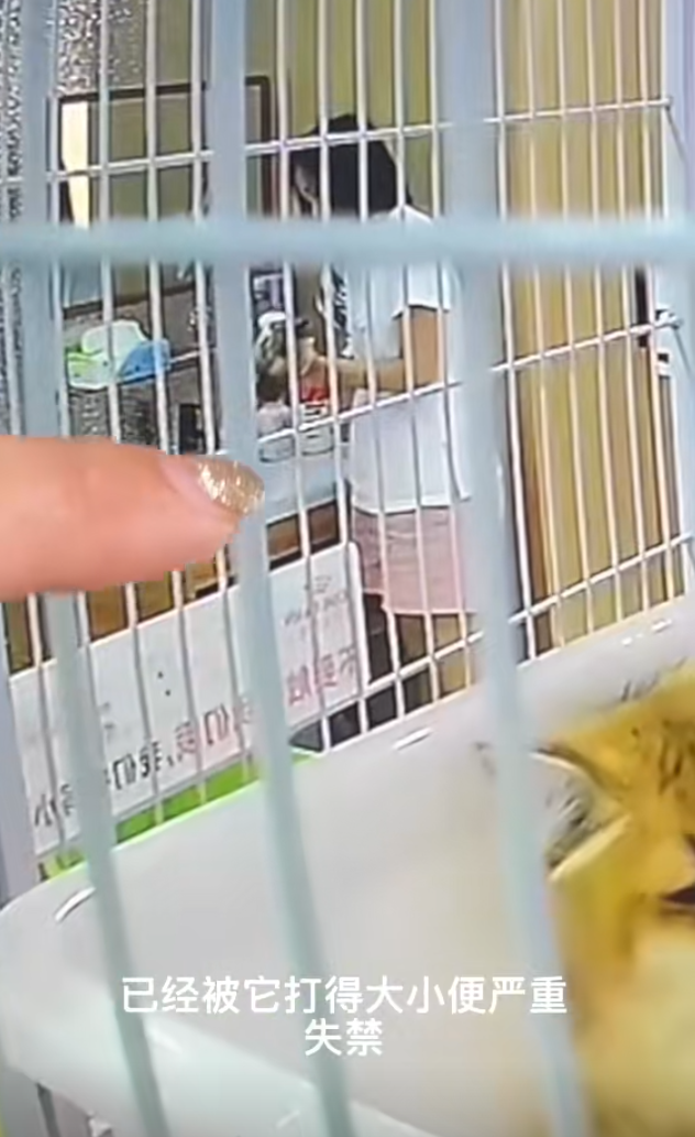 內地遼寧瀋陽市傳出誇張的虐貓事件。一間當地的貓咪咖啡廳控訴,一名女客人在包廂內暴力虐待店內貓咪,導致4隻貓死亡,以及數隻貓重傷。咖啡廳負責人表示已報警處理。