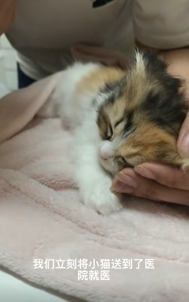 內地遼寧瀋陽市傳出誇張的虐貓事件。一間當地的貓咪咖啡廳控訴,一名女客人在包廂內暴力虐待店內貓咪,導致4隻貓死亡,以及數隻貓重傷。咖啡廳負責人表示已報警處理。