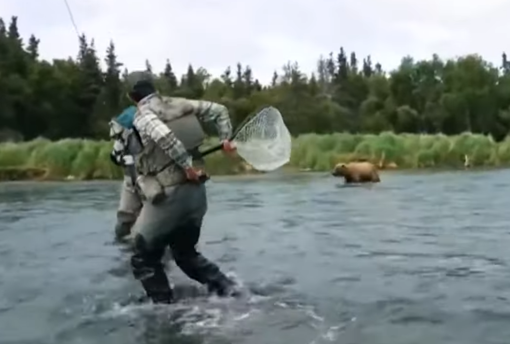 棕熊隨着拍攝隊伍試圖過河。(影片截圖)