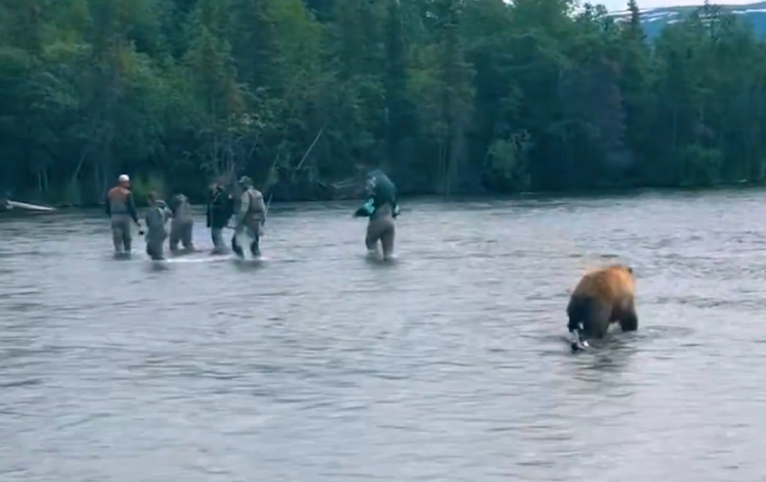 棕熊一度尾隨拍攝隊伍。(影片截圖)