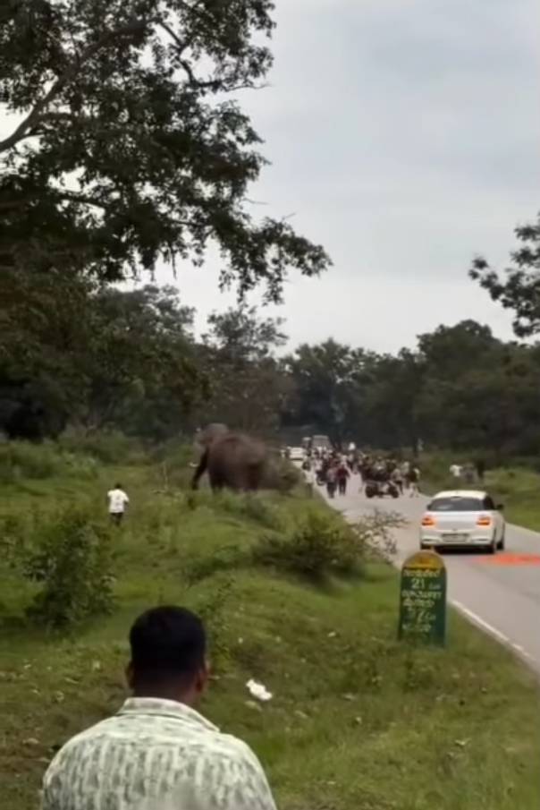 男子與大象自拍開閃光燈被攻擊 遭追甩褲露股踩踏(有片)