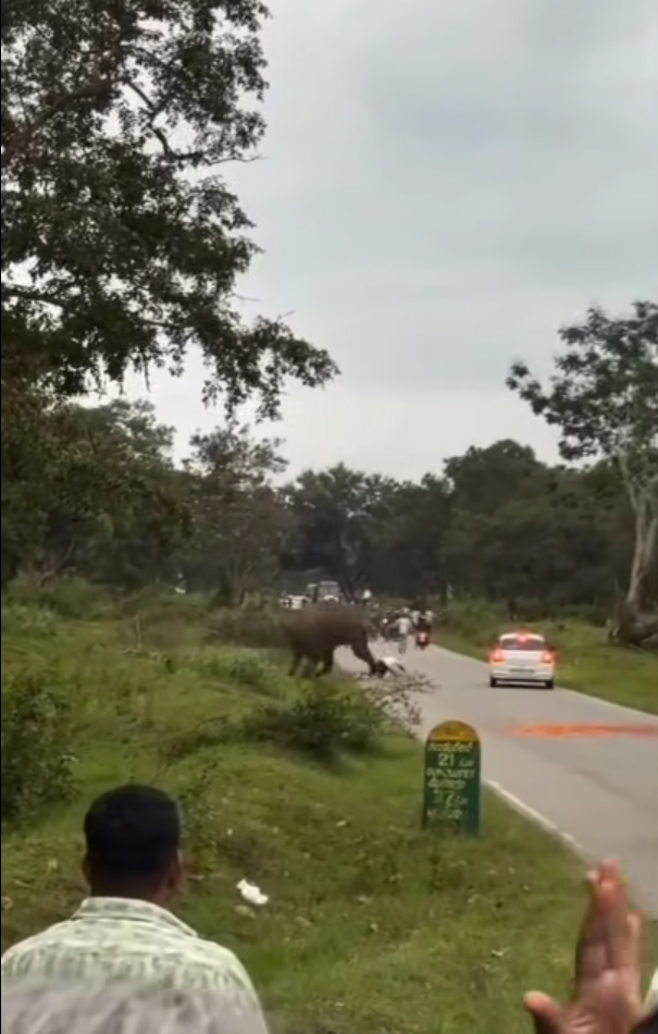 男子與大象自拍開閃光燈被攻擊 遭追甩褲露股踩踏(有片)