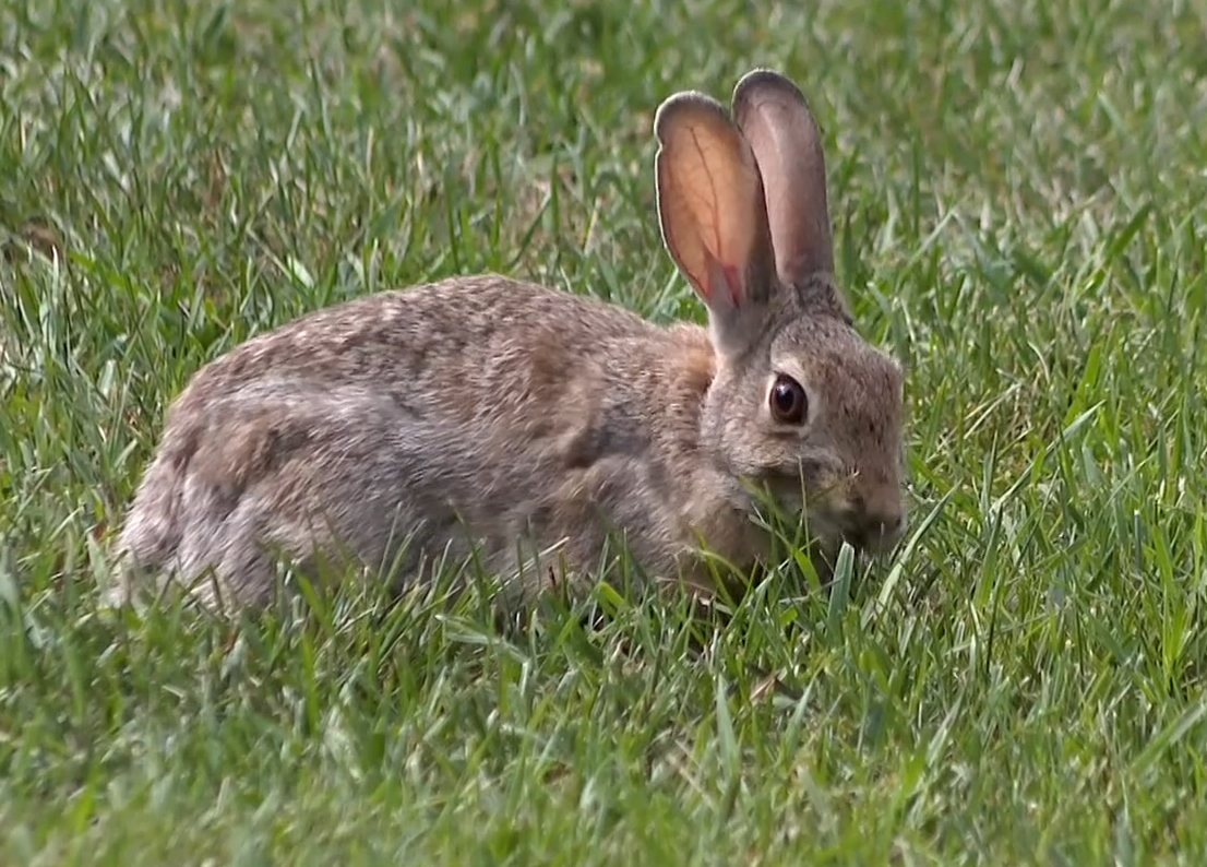 美國現「殭屍兔」長出角和觸鬚惹民眾關注