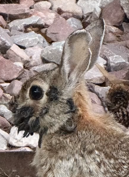 美國現「殭屍兔」長出角和觸鬚惹民眾關注