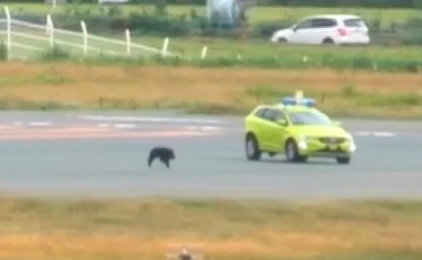北海道札幌現熊蹤獸叫 名寄市滑雪場熊出沒叫停學生訓練
