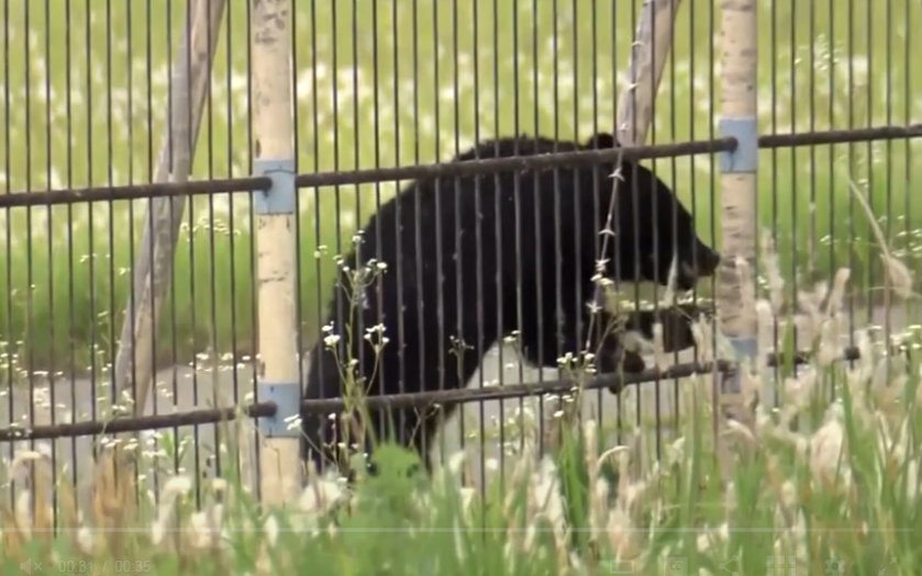 北海道札幌現熊蹤獸叫 名寄市滑雪場熊出沒叫停學生訓練