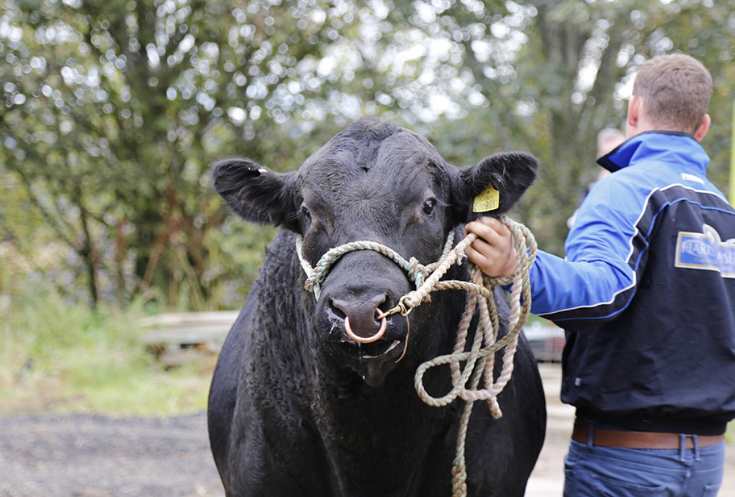 動物保護團體「善待動物組織(PETA)」批評這項設計忽略了現實中鼻環對動物造成的傷害,將殘酷行為娛樂化,要求立即移除「哞哞牛」鼻環。