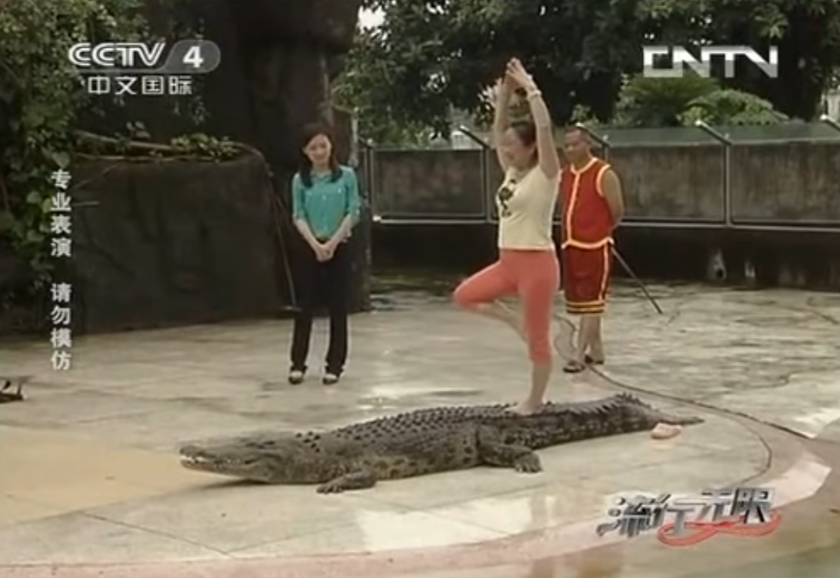 根據法院公告,這批鱷魚原屬於中山百草園農業科技有限公司,所有人為廣東知名的鱷魚產業商人胡誠禮。胡誠禮有「中國第一位女性馴鱷師」、「鱷魚女神」等稱號,但自2020年起已被列入失信被執行人名單。此次拍賣起因為胡誠禮拖欠修建鱷魚池的工程款項。