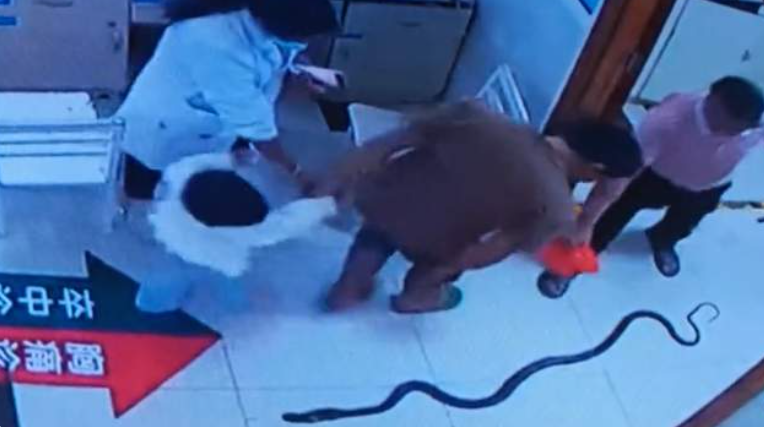 內地雲南省臨滄市一名78歲老翁,日前散步時遭一條長約2.2米的劇毒眼鏡王蛇咬傷,緊急求診,特別的是,家屬還不忘把這條毒蛇一起帶到醫院,嚇壞醫護,所幸老翁治療後撿回一命。