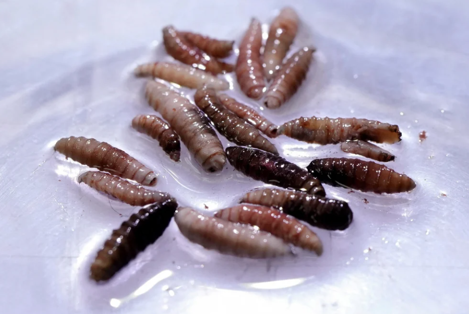 螺旋蠅的幼蟲。(路透社)