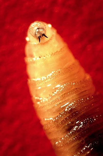 螺旋蠅的幼蟲。(路透社)