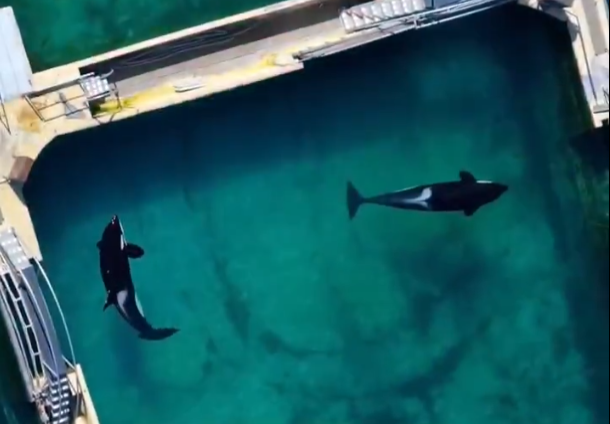 海洋樂園訓練員1天5次幫殺人鯨舒緩性慾 專家:墮落至新低點 質疑人工取精