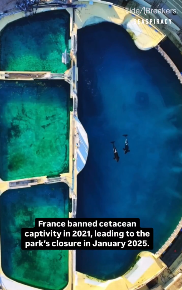 海洋樂園訓練員1天5次幫殺人鯨舒緩性慾 專家:墮落至新低點 質疑人工取精