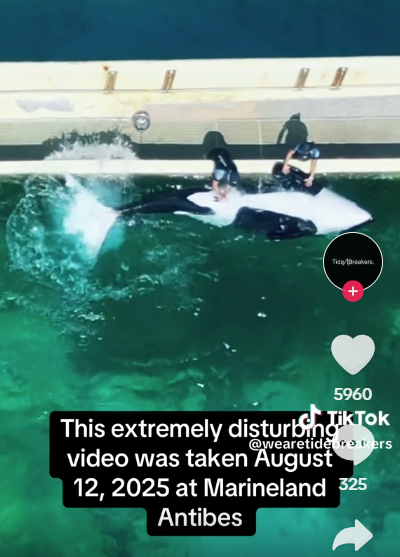 海洋樂園訓練員1天5次幫殺人鯨舒緩性慾 專家:墮落至新低點 質疑人工取精