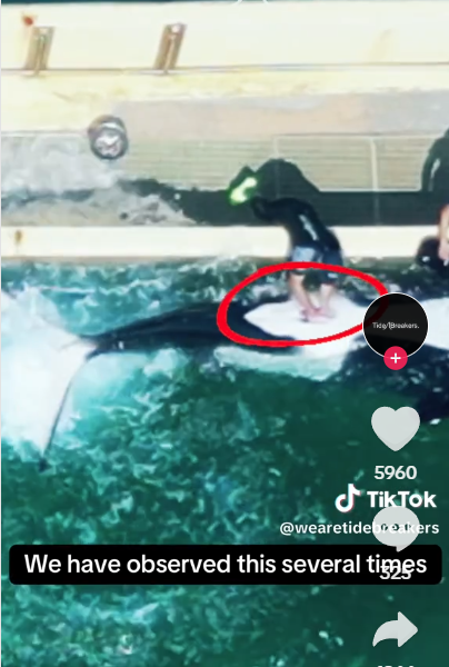 海洋樂園訓練員1天5次幫殺人鯨舒緩性慾 專家:墮落至新低點 質疑人工取精