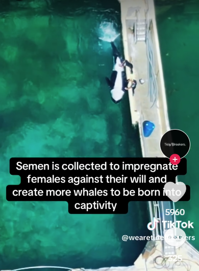 海洋樂園訓練員1天5次幫殺人鯨舒緩性慾 專家:墮落至新低點 質疑人工取精