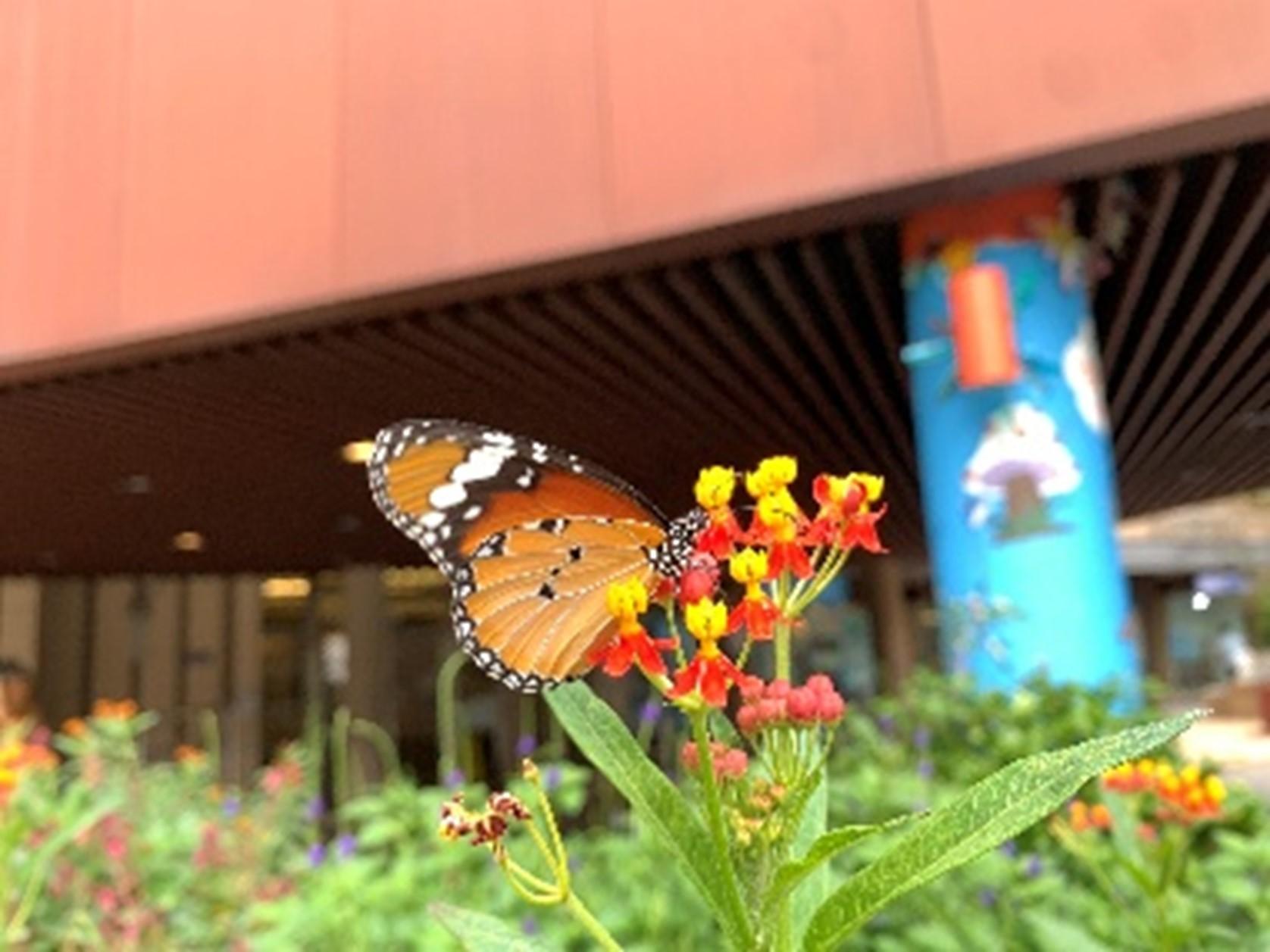 金斑蝶 (Danaus chrysippus)_(鳳園蝴蝶保育區提供)