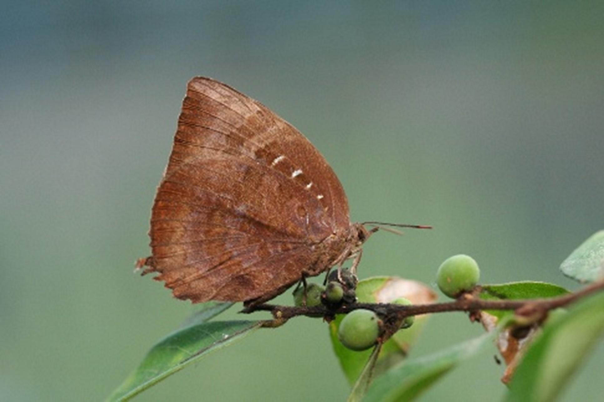 銀鏈嬈灰蝶 (Arhopala pseudocentaurus)_(潘瑞輝提供)