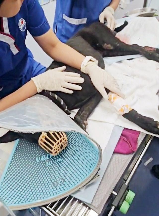 唐狗經手術後情況雖一度好轉,惟於翌日凌晨離逝。(毛守阿Kent)