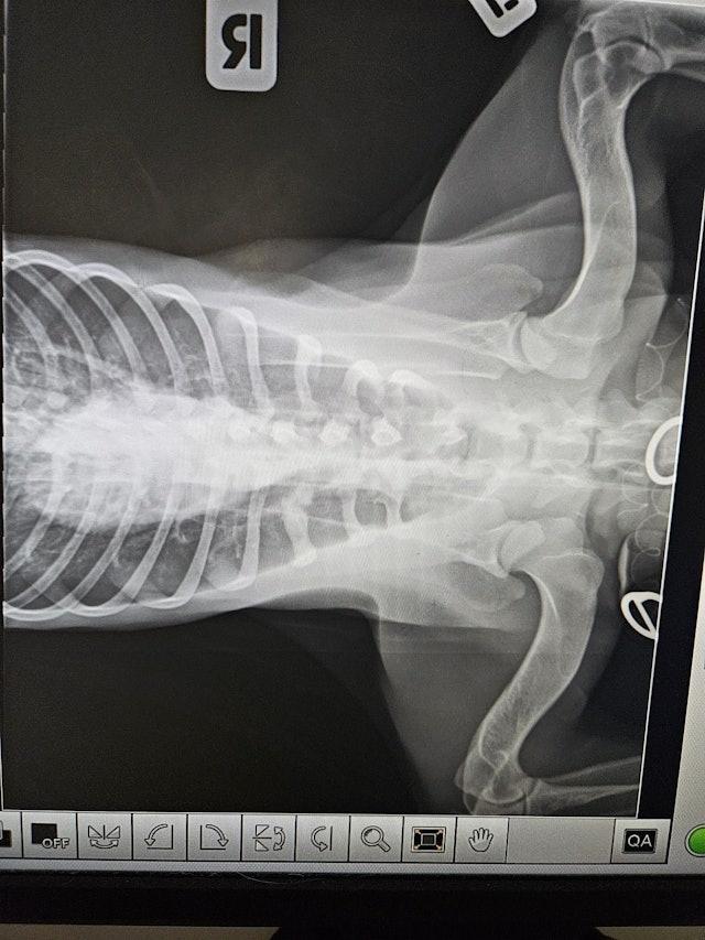 唐狗經手術後情況雖一度好轉,惟於翌日凌晨離逝。(毛守阿Kent)