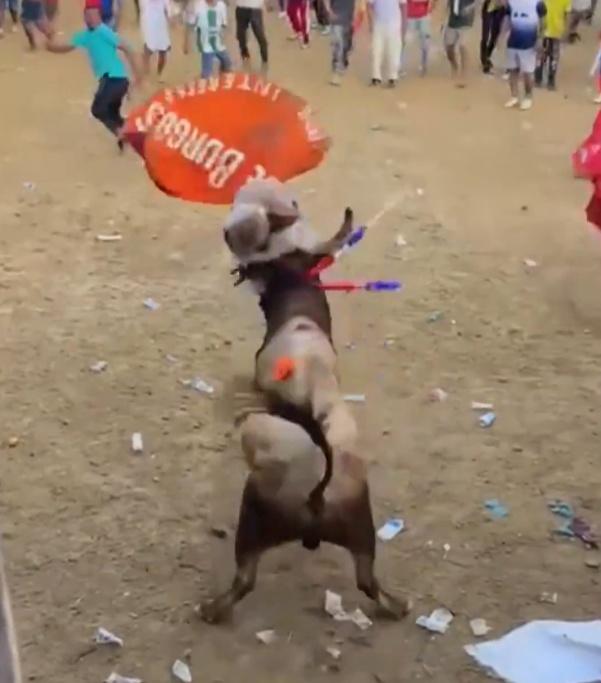 Yovanis被牛角頂飛並多次衝撞,現場觀眾目睹慘劇驚恐尖叫。(X)