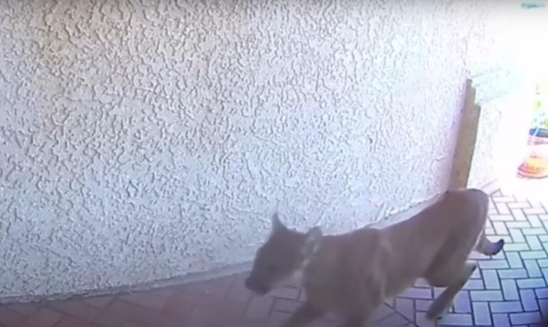 由於家前大門開著,沒想到讓美洲獅跑進屋內。(X)