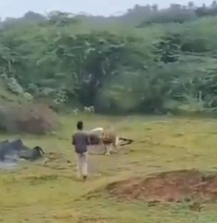 男子見狀連連後退,遠處其他遊客也發聲試圖嚇退獅子。(X)