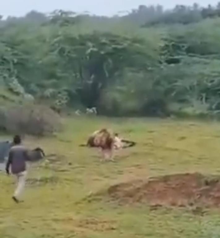 網民:男子危害自己及獅子的生命。(X)