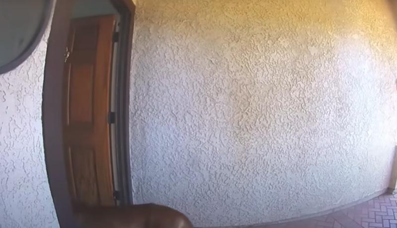 由於家前大門開著,沒想到讓美洲獅跑進屋內。(X)